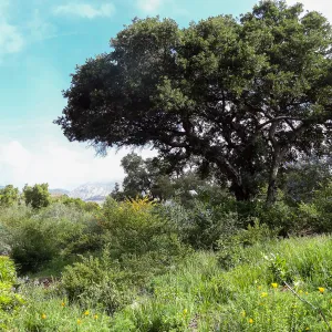Porter Trail in bloom, Spring 2014