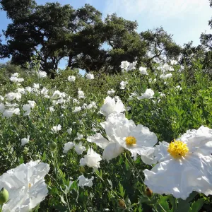 Matilja Poppy flowers, wildflowers blooming on the Porter Trail