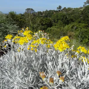 wildflowers blooming on the Porter Trail