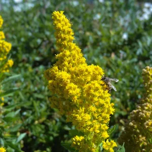Solidago, Goldenrod, Porter Trail, SBBG