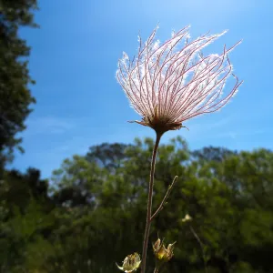 Blooming in the Desert Section