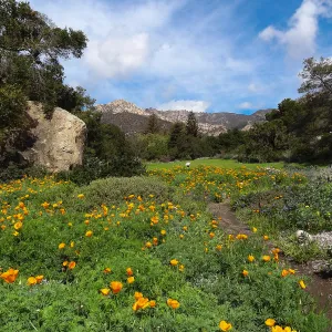 wildflowers in the lower Meadow, view to Santa Ynez Mountains (California Poppies)