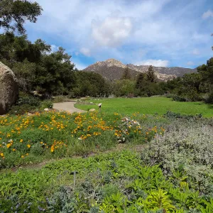 wildflowers in the lower Meadow, view to Santa Ynez Mountains