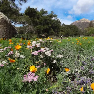wildflowers in the lower Meadow, view to Santa Ynez Mountains