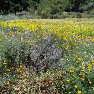 spring wildflowers, SBBG