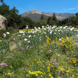 2014 spring wildflower Meadow, SBBG