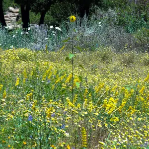 2014 spring wildflower Meadow, SBBG