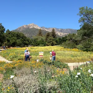 painters, painting the spring wildflower Meadow, 2014, SBBG