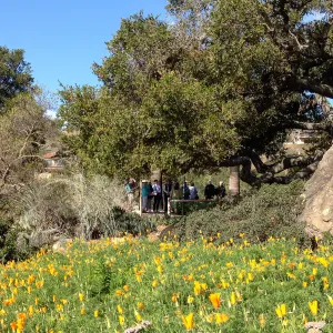 spring wildflower Meadow, 2014, SBBG