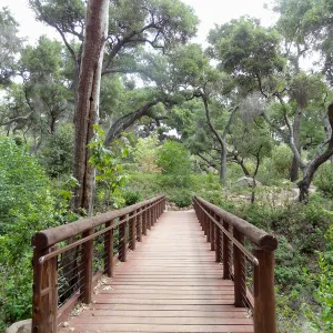 Campbell Bridge, 5 years post Jesusita Fire