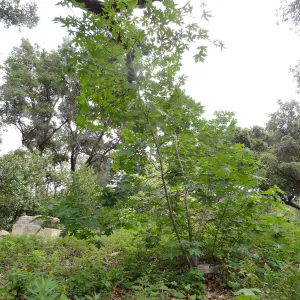 Big Leaf Maple near Campbell Bench 5 years post Jesusita Fire
