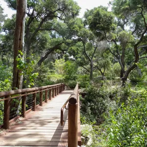 Campbell Bridge, 5 years post Jesusita Fire