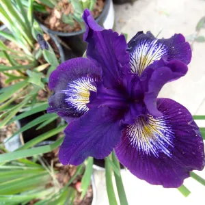 native Iris, Spring Plant Sale 2014