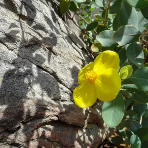 Dendromecon flower, sandstone boulder