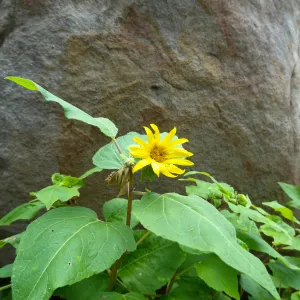 canyon sunflower, sandstone boulder, Campbell Trail