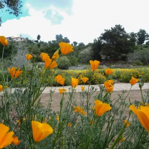 Spring wildflower display in the Meadow
