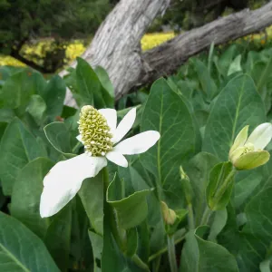 Yerba Mansa blooming in the Garden