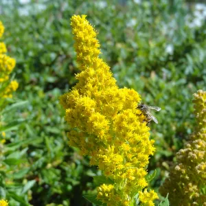 Solidago, bee, Porter Trail