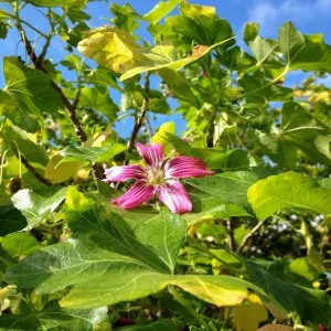 lavatera in bloom