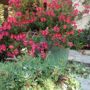 Monkeyflower in bloom