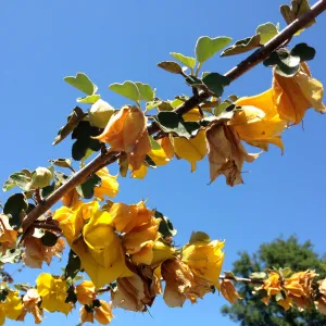 Fremontia in bloom, Porter Trail