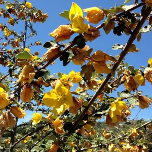 Fremontia in bloom, Porter Trail