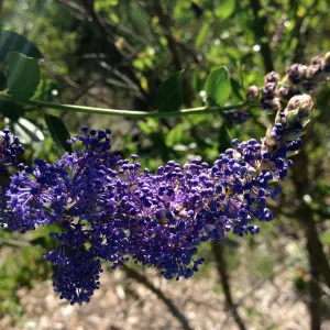 Ceanothus (California Lilac), Porter Trail