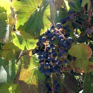 fall color, native grapes, SBBG