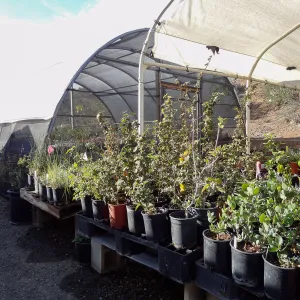 Hort Unit, plants and propagation beds