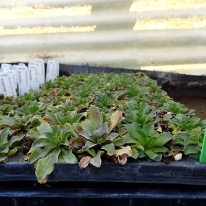 Hort Unit, plants and propagation beds