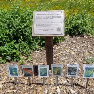 Meadow Revival signage, flower identification labels, spring wildflower Meadow 2014, SBBG
