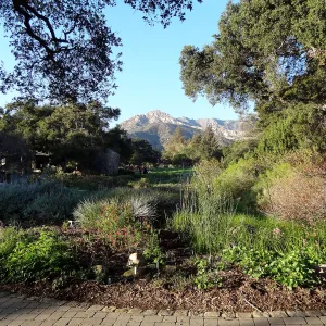 lower Meadow, SBBG