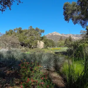 lower Meadow, SBBG