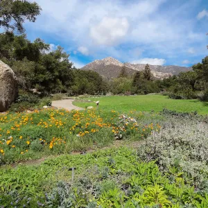 spring wildflowers, lower Meadow