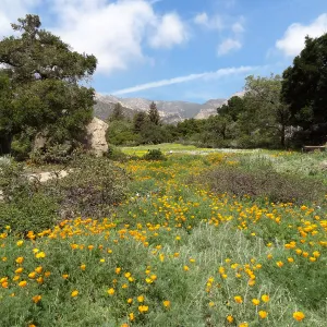 spring wildflower Meadow, 2014