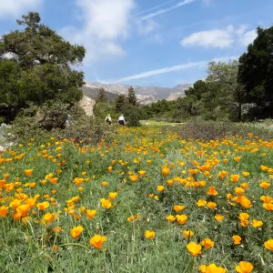 spring wildflower Meadow, 2014