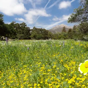 spring wildflower Meadow, 2014
