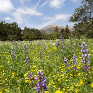 spring wildflower Meadow, 2014 (lupine)