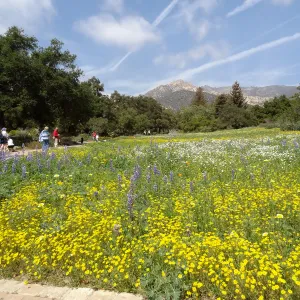 spring wildflower Meadow, 2014