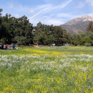 spring wildflower Meadow, 2014