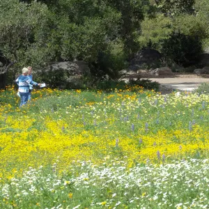 spring wildflower Meadow, 2014