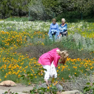 spring wildflower Meadow, visitors taking photographs