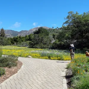 visitors, Blaksley Boulder, spring wildflower Meadow 2014, SBBG