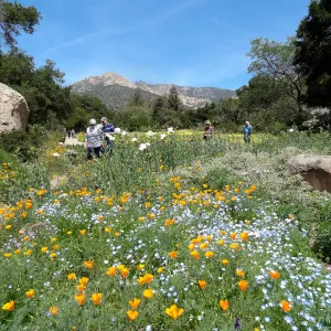 visitors, Blaksley Boulder, spring wildflower Meadow 2014, SBBG
