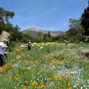visitors, Blaksley Boulder, spring wildflower Meadow 2014, SBBG