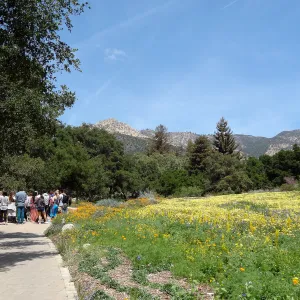 SBCC class, spring wildflower Meadow 2014, SBBG