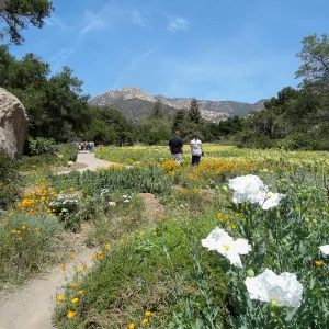 visitors, spring wildflower Meadow 2014, SBBG