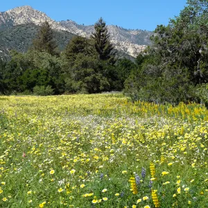 SBBG spring wildflower Meadow, 2014 (lupine) 