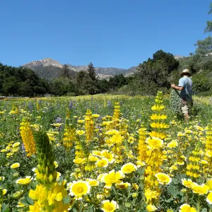 Riley Kriebel, SBBG spring wildflower Meadow, 2014 (lupine) (tidy tips)