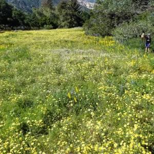 SBBG spring wildflower Meadow, 2014
